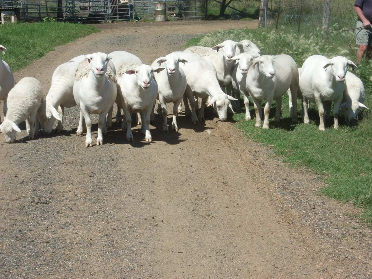 Photo of commercial ewes